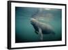 West Indian Manatee Toe Nails Visible-null-Framed Photographic Print