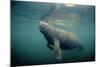 West Indian Manatee Toe Nails Visible-null-Mounted Photographic Print