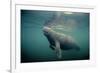 West Indian Manatee Toe Nails Visible-null-Framed Photographic Print