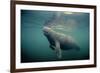 West Indian Manatee Toe Nails Visible-null-Framed Photographic Print