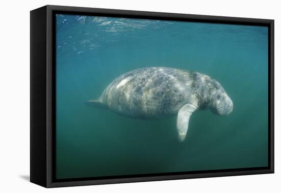 West Indian Manatee (Trichechus Manatus Latirostris) Florida Everglades, Florida, Usa.-Reinhard Dirscherl-Framed Stretched Canvas