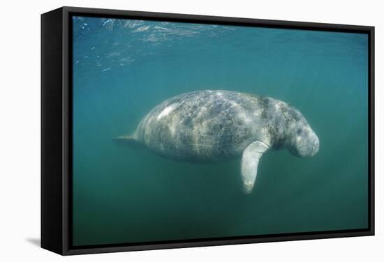 West Indian Manatee (Trichechus Manatus Latirostris) Florida Everglades, Florida, Usa.-Reinhard Dirscherl-Framed Stretched Canvas