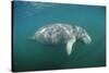 West Indian Manatee (Trichechus Manatus Latirostris) Florida Everglades, Florida, Usa.-Reinhard Dirscherl-Stretched Canvas