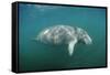 West Indian Manatee (Trichechus Manatus Latirostris) Florida Everglades, Florida, Usa.-Reinhard Dirscherl-Framed Stretched Canvas