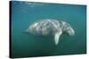 West Indian Manatee (Trichechus Manatus Latirostris) Florida Everglades, Florida, Usa.-Reinhard Dirscherl-Stretched Canvas