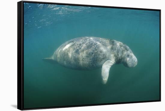 West Indian Manatee (Trichechus Manatus Latirostris) Florida Everglades, Florida, Usa.-Reinhard Dirscherl-Framed Stretched Canvas