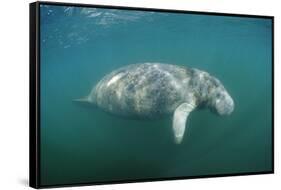 West Indian Manatee (Trichechus Manatus Latirostris) Florida Everglades, Florida, Usa.-Reinhard Dirscherl-Framed Stretched Canvas