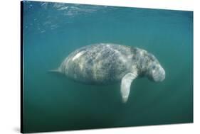 West Indian Manatee (Trichechus Manatus Latirostris) Florida Everglades, Florida, Usa.-Reinhard Dirscherl-Stretched Canvas