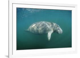 West Indian Manatee (Trichechus Manatus Latirostris) Florida Everglades, Florida, Usa.-Reinhard Dirscherl-Framed Photographic Print