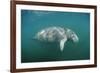 West Indian Manatee (Trichechus Manatus Latirostris) Florida Everglades, Florida, Usa.-Reinhard Dirscherl-Framed Photographic Print