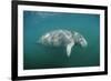 West Indian Manatee (Trichechus Manatus Latirostris) Florida Everglades, Florida, Usa.-Reinhard Dirscherl-Framed Photographic Print