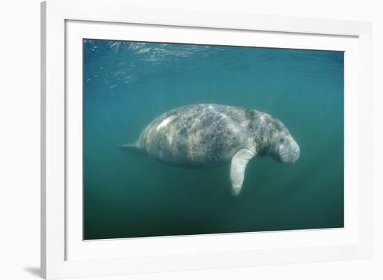 West Indian Manatee (Trichechus Manatus Latirostris) Florida Everglades, Florida, Usa.-Reinhard Dirscherl-Framed Photographic Print