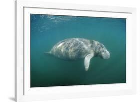 West Indian Manatee (Trichechus Manatus Latirostris) Florida Everglades, Florida, Usa.-Reinhard Dirscherl-Framed Photographic Print