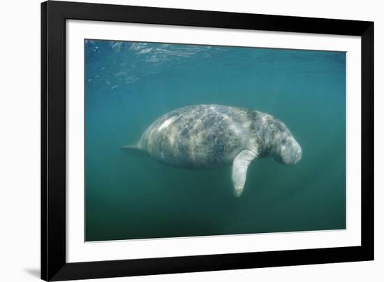 West Indian Manatee (Trichechus Manatus Latirostris) Florida Everglades, Florida, Usa.-Reinhard Dirscherl-Framed Photographic Print