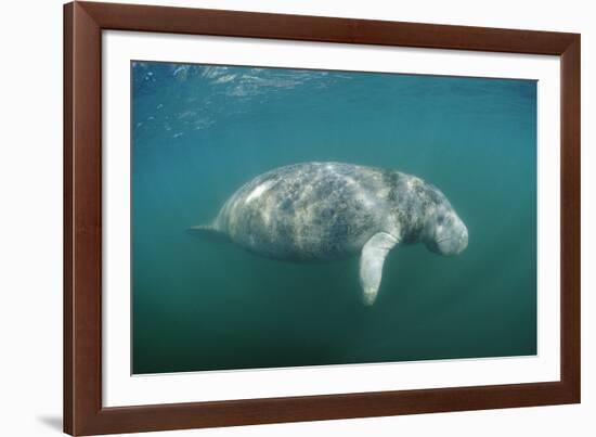 West Indian Manatee (Trichechus Manatus Latirostris) Florida Everglades, Florida, Usa.-Reinhard Dirscherl-Framed Photographic Print