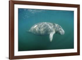 West Indian Manatee (Trichechus Manatus Latirostris) Florida Everglades, Florida, Usa.-Reinhard Dirscherl-Framed Photographic Print