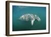 West Indian Manatee (Trichechus Manatus Latirostris) Florida Everglades, Florida, Usa.-Reinhard Dirscherl-Framed Photographic Print