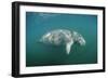 West Indian Manatee (Trichechus Manatus Latirostris) Florida Everglades, Florida, Usa.-Reinhard Dirscherl-Framed Photographic Print