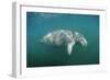 West Indian Manatee (Trichechus Manatus Latirostris) Florida Everglades, Florida, Usa.-Reinhard Dirscherl-Framed Photographic Print