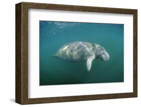 West Indian Manatee (Trichechus Manatus Latirostris) Florida Everglades, Florida, Usa.-Reinhard Dirscherl-Framed Photographic Print