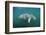 West Indian Manatee (Trichechus Manatus Latirostris) Florida Everglades, Florida, Usa.-Reinhard Dirscherl-Framed Photographic Print