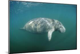 West Indian Manatee (Trichechus Manatus Latirostris) Florida Everglades, Florida, Usa.-Reinhard Dirscherl-Mounted Photographic Print