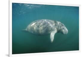 West Indian Manatee (Trichechus Manatus Latirostris) Florida Everglades, Florida, Usa.-Reinhard Dirscherl-Framed Photographic Print