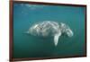 West Indian Manatee (Trichechus Manatus Latirostris) Florida Everglades, Florida, Usa.-Reinhard Dirscherl-Framed Photographic Print