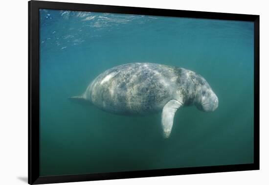 West Indian Manatee (Trichechus Manatus Latirostris) Florida Everglades, Florida, Usa.-Reinhard Dirscherl-Framed Photographic Print