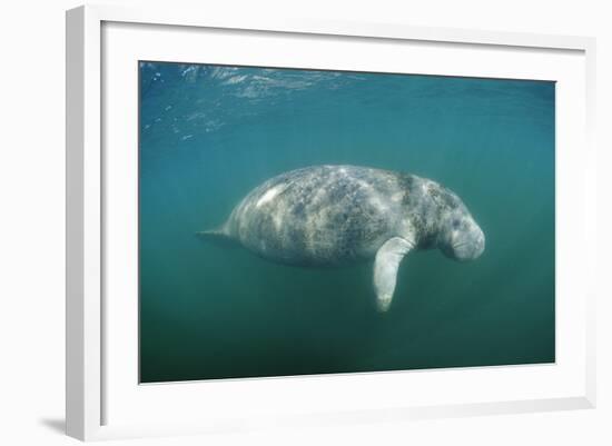 West Indian Manatee (Trichechus Manatus Latirostris) Florida Everglades, Florida, Usa.-Reinhard Dirscherl-Framed Photographic Print