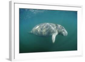 West Indian Manatee (Trichechus Manatus Latirostris) Florida Everglades, Florida, Usa.-Reinhard Dirscherl-Framed Photographic Print