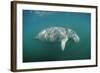 West Indian Manatee (Trichechus Manatus Latirostris) Florida Everglades, Florida, Usa.-Reinhard Dirscherl-Framed Photographic Print