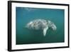 West Indian Manatee (Trichechus Manatus Latirostris) Florida Everglades, Florida, Usa.-Reinhard Dirscherl-Framed Photographic Print