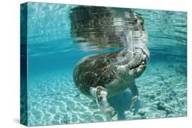 West Indian Manatee, Trichechus Manatus Latirostris, Usa, Florida, Fl, Crystal River-Reinhard Dirscherl-Stretched Canvas