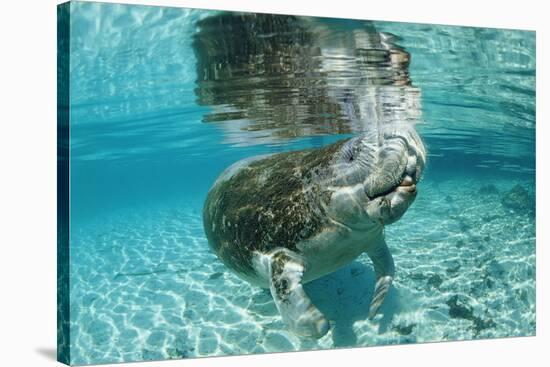 West Indian Manatee, Trichechus Manatus Latirostris, Usa, Florida, Fl, Crystal River-Reinhard Dirscherl-Stretched Canvas