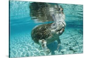 West Indian Manatee, Trichechus Manatus Latirostris, Usa, Florida, Fl, Crystal River-Reinhard Dirscherl-Stretched Canvas