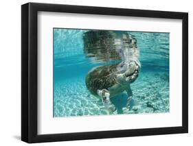 West Indian Manatee, Trichechus Manatus Latirostris, Usa, Florida, Fl, Crystal River-Reinhard Dirscherl-Framed Photographic Print