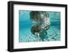 West Indian Manatee, Trichechus Manatus Latirostris, Usa, Florida, Fl, Crystal River-Reinhard Dirscherl-Framed Photographic Print