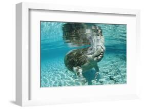 West Indian Manatee, Trichechus Manatus Latirostris, Usa, Florida, Fl, Crystal River-Reinhard Dirscherl-Framed Photographic Print