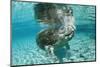 West Indian Manatee, Trichechus Manatus Latirostris, Usa, Florida, Fl, Crystal River-Reinhard Dirscherl-Mounted Photographic Print