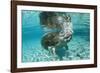 West Indian Manatee, Trichechus Manatus Latirostris, Usa, Florida, Fl, Crystal River-Reinhard Dirscherl-Framed Photographic Print