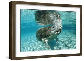 West Indian Manatee, Trichechus Manatus Latirostris, Usa, Florida, Fl, Crystal River-Reinhard Dirscherl-Framed Photographic Print