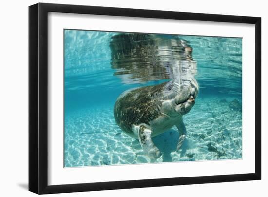 West Indian Manatee, Trichechus Manatus Latirostris, Usa, Florida, Fl, Crystal River-Reinhard Dirscherl-Framed Photographic Print