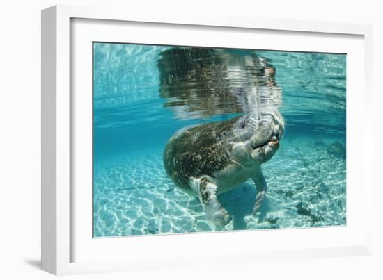 West Indian Manatee, Trichechus Manatus Latirostris, Usa, Florida, Fl, Crystal River-Reinhard Dirscherl-Framed Photographic Print