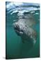 West Indian Manatee, Trichechus Manatus Latirostris, Usa, Florida, Fl, Everglades-Reinhard Dirscherl-Stretched Canvas