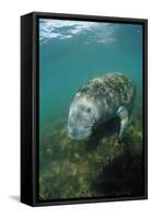 West Indian Manatee, Trichechus Manatus Latirostris, Usa, Florida, Fl, Everglades-Reinhard Dirscherl-Framed Stretched Canvas