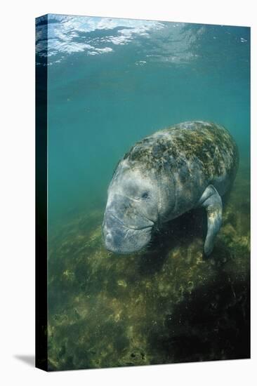 West Indian Manatee, Trichechus Manatus Latirostris, Usa, Florida, Fl, Everglades-Reinhard Dirscherl-Stretched Canvas