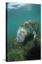 West Indian Manatee, Trichechus Manatus Latirostris, Usa, Florida, Fl, Everglades-Reinhard Dirscherl-Stretched Canvas