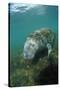 West Indian Manatee, Trichechus Manatus Latirostris, Usa, Florida, Fl, Everglades-Reinhard Dirscherl-Stretched Canvas