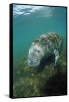 West Indian Manatee, Trichechus Manatus Latirostris, Usa, Florida, Fl, Everglades-Reinhard Dirscherl-Framed Stretched Canvas